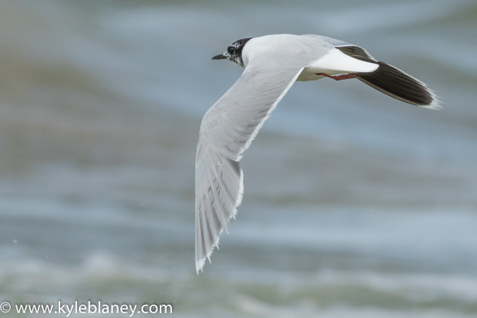 Photo (22): Little Gull