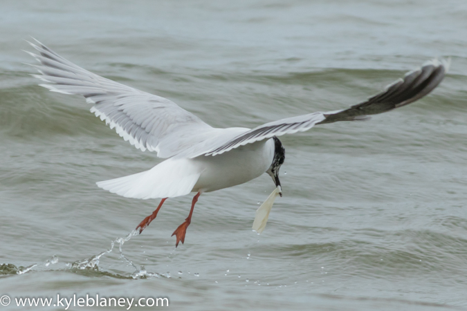 Photo (24): Little Gull