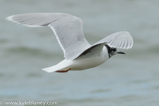 Photo (23): Little Gull