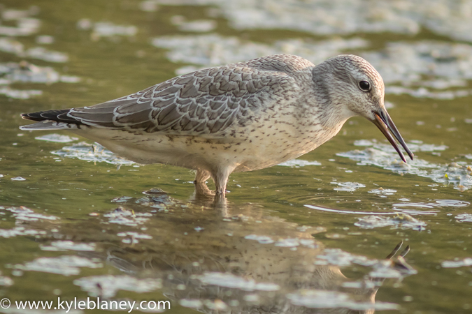 Photo (20): Red Knot