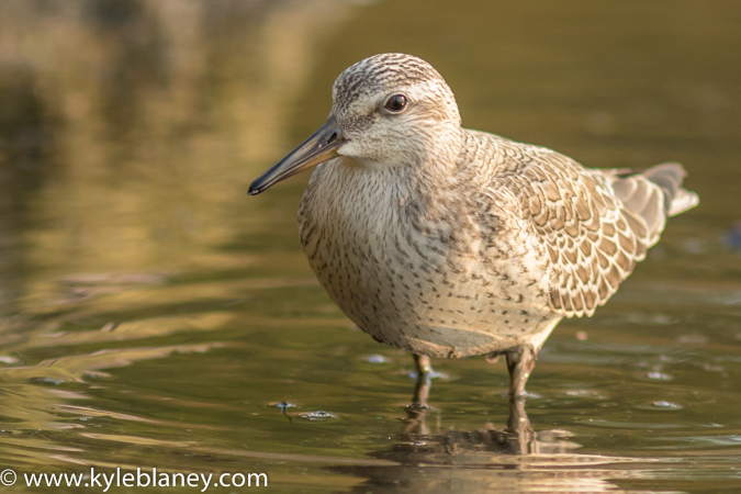 Photo (22): Red Knot