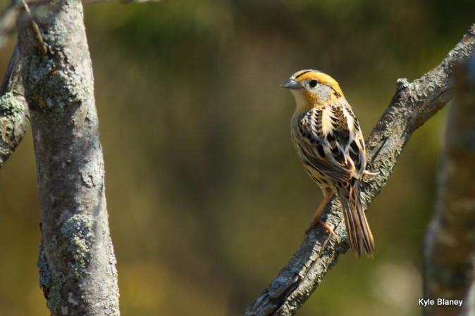 Photo (1): Le Conte's Sparrow