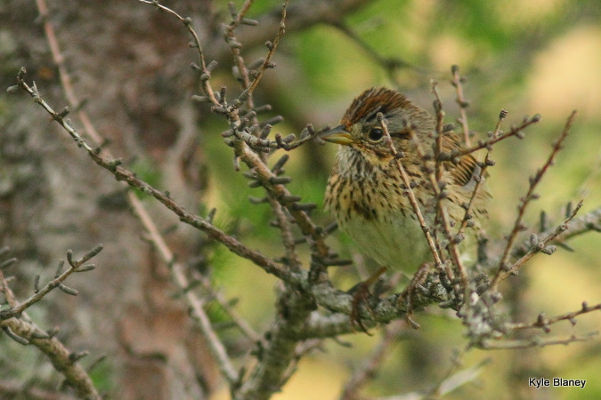 Photo (11): Lincoln's Sparrow