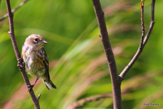 Photo (26): Yellow-rumped Warbler