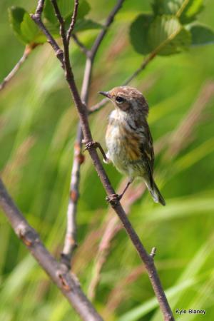 Photo (27): Yellow-rumped Warbler