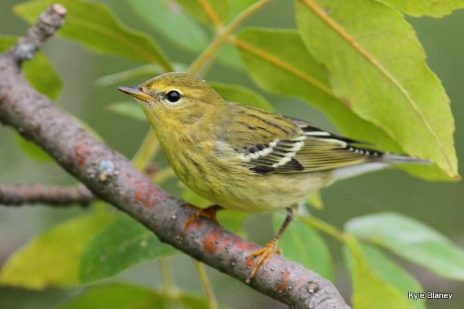 Photo (14): Blackpoll Warbler