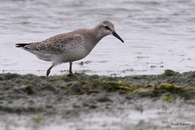 Photo (15): Red Knot