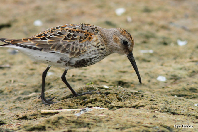 Photo (6): Dunlin