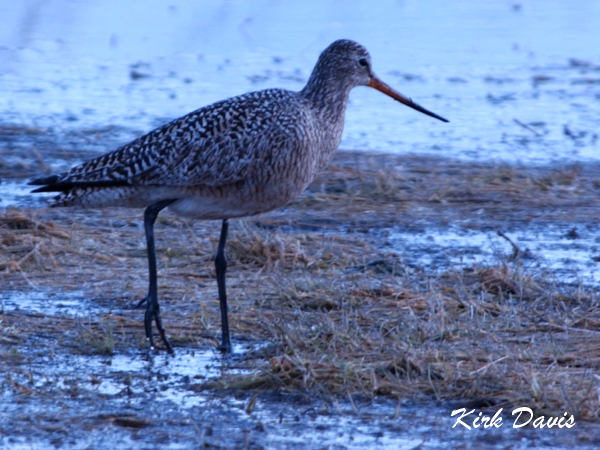 Photo (7): Marbled Godwit