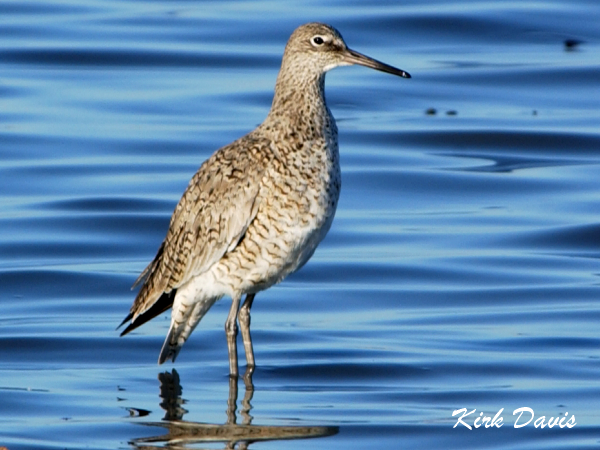 Photo (5): Willet