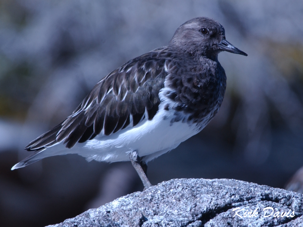Photo (14): Black Turnstone