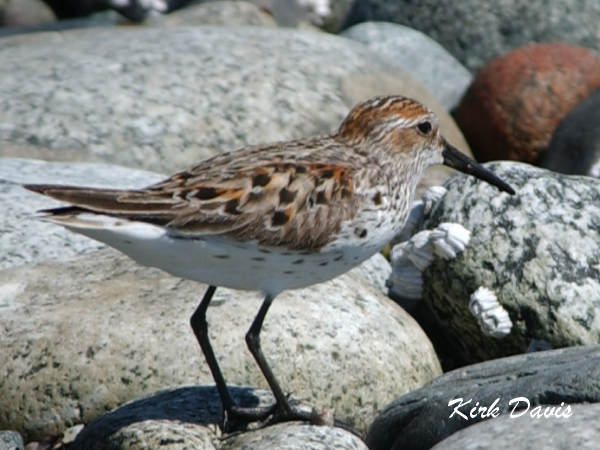 Photo (5): Western Sandpiper