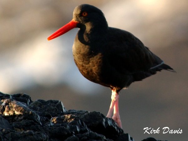 Photo (3): Black Oystercatcher