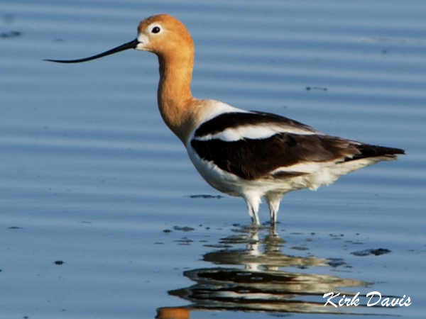Photo (7): American Avocet