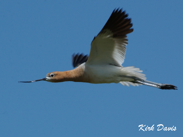 Photo (6): American Avocet