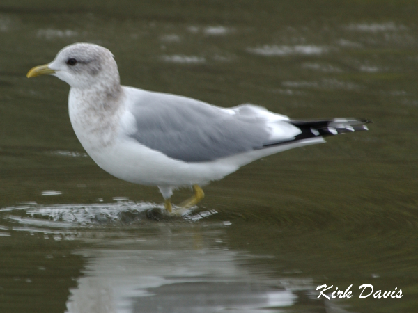 Photo (10): Mew Gull