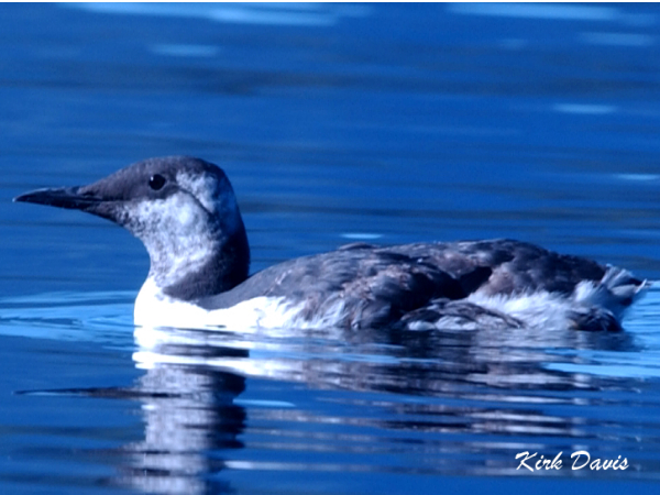 Photo (5): Common Murre