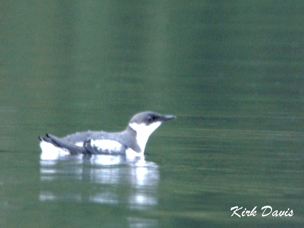 Photo (4): Marbled Murrelet