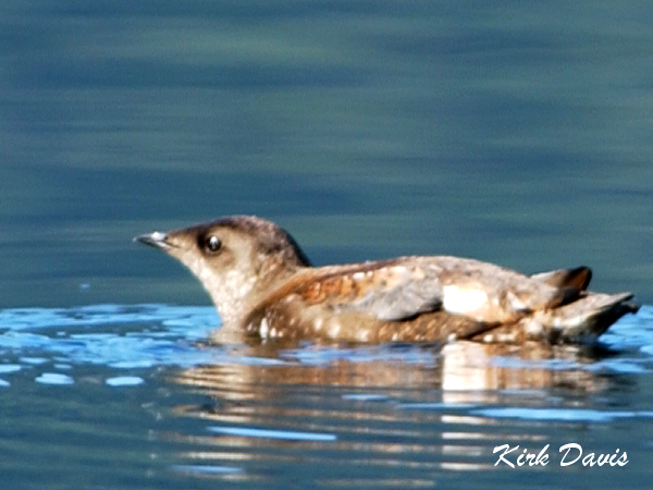 Photo (1): Marbled Murrelet