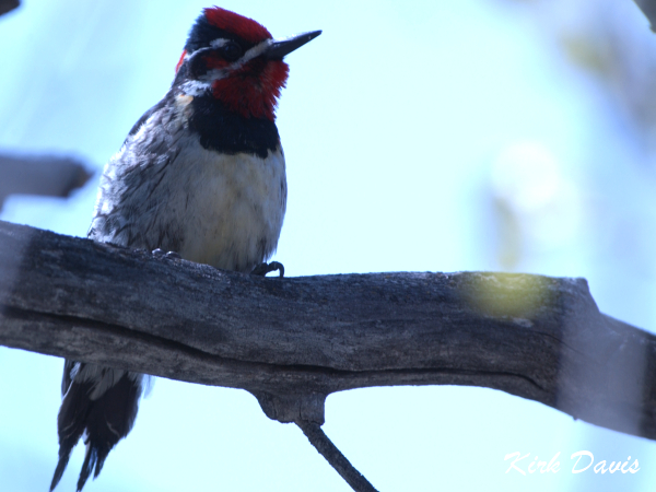 Photo (3): Red-naped Sapsucker