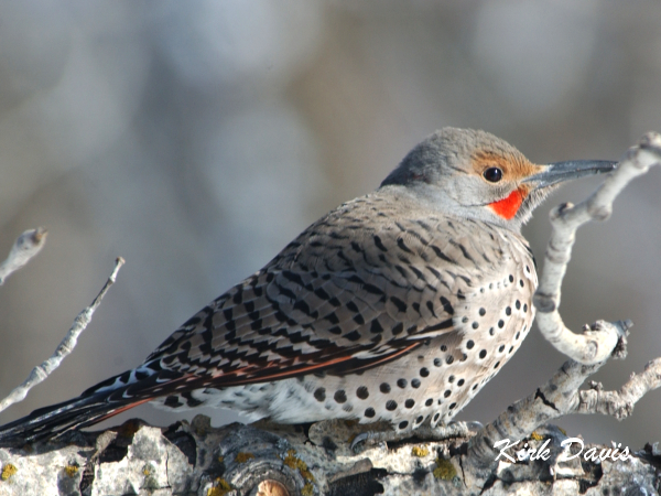Photo (13): Northern Flicker
