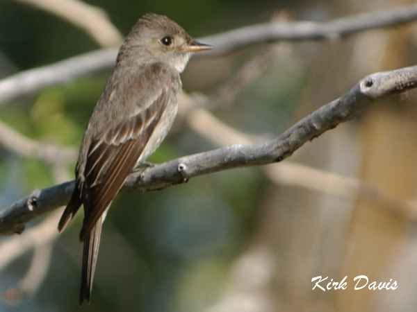 Photo (3): Western Wood-Pewee