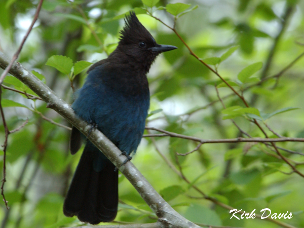 Photo (8): Quiz Species