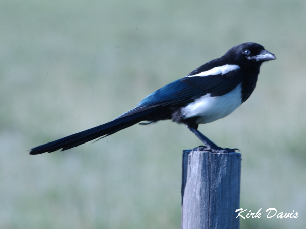 Photo (21): Black-billed Magpie