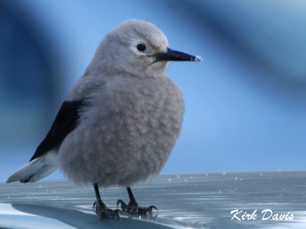Photo (2): Clark's Nutcracker