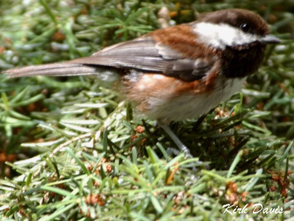 Photo (5): Chestnut-backed Chickadee