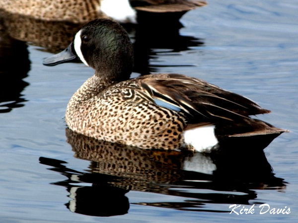 Photo (13): Blue-winged Teal
