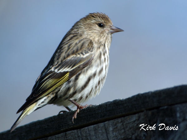 Photo (21): Pine Siskin