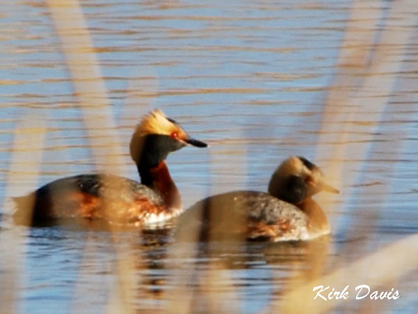 Photo (4): Horned Grebe