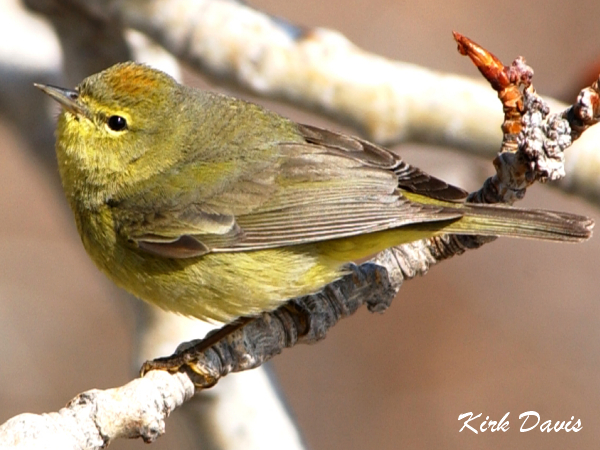 Photo (11): Orange-crowned Warbler