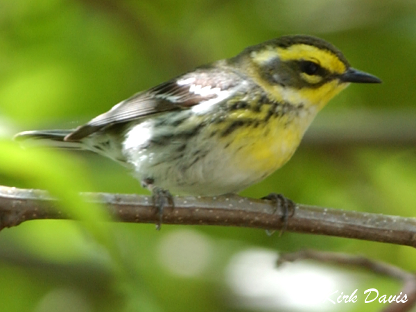 Photo (13): Townsend's Warbler