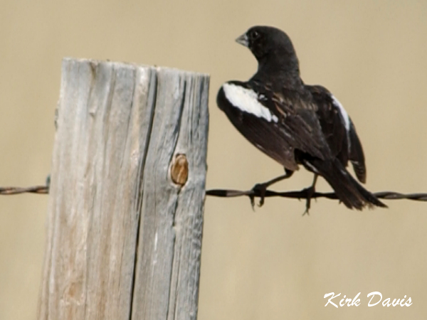Photo (4): Lark Bunting