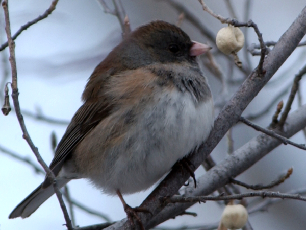 Photo (15): Dark-eyed Junco