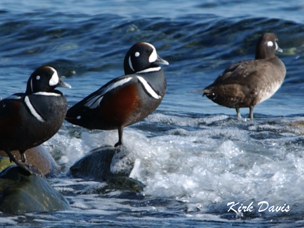 Photo (9): Harlequin Duck