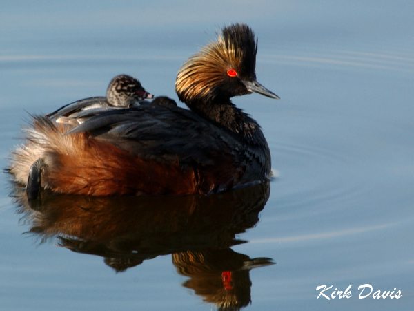Photo (18): Eared Grebe