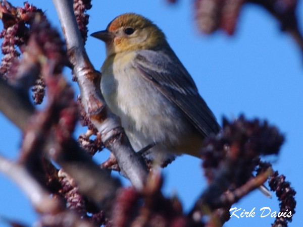 Photo (17): Western Tanager