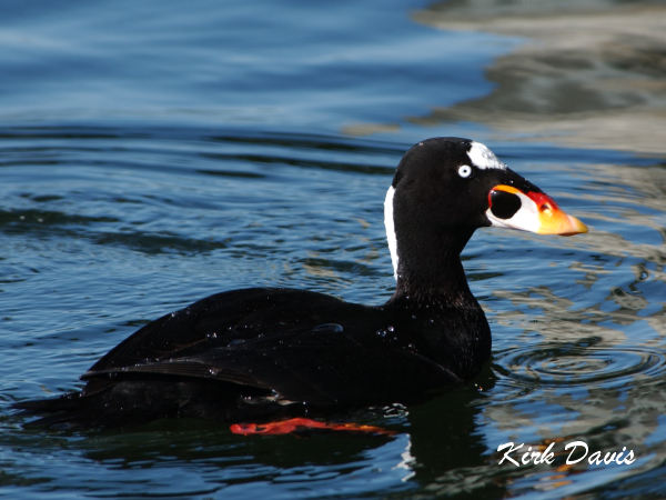 Photo (1): Surf Scoter