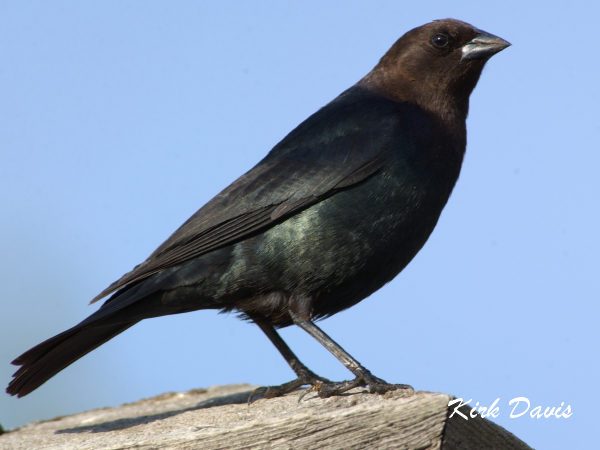 Photo (13): Brown-headed Cowbird