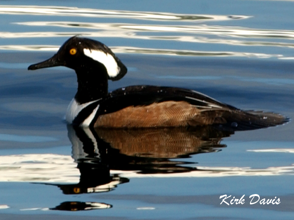 Photo (3): Hooded Merganser