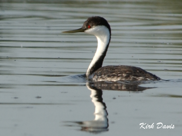 Photo (5): Western Grebe
