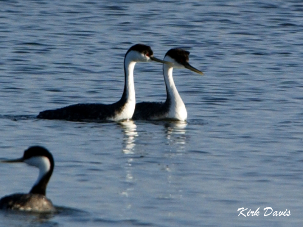 Photo (3): Western Grebe