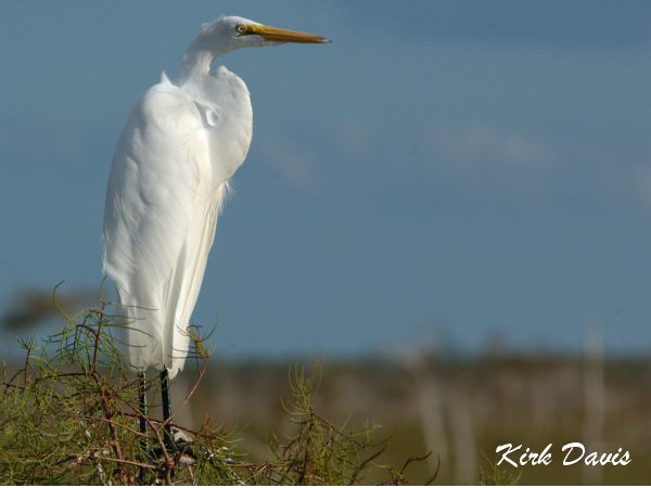 Photo (5): Great Egret