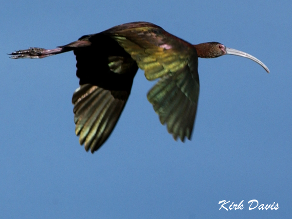 Photo (4): White-faced Ibis