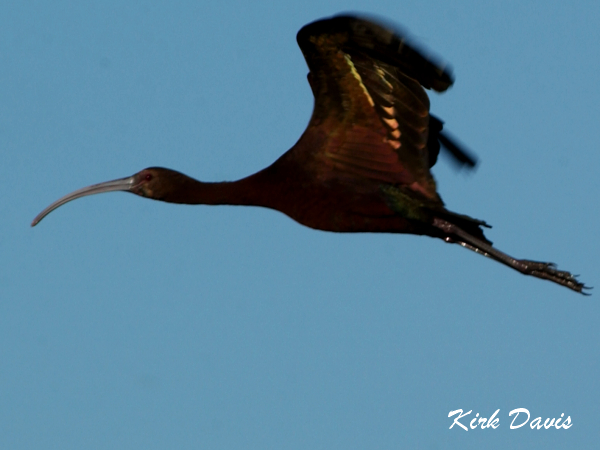Photo (6): White-faced Ibis