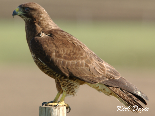Photo (4): Swainson's Hawk