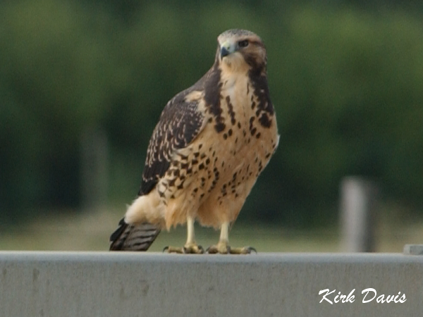 Photo (21): Swainson's Hawk